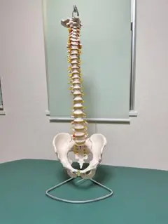 脊柱模型 脊椎 骨盤模型 スタンド付き 骨格模型 骨格標本