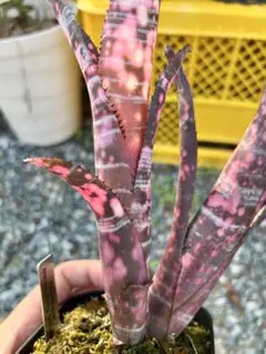 よしさん専用　ビルベルギア インセンディアリーデライト 子株 ビルベルギア インセンディアリー デライト 「Billbergia