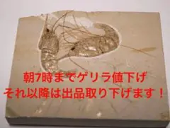超希少!! 立体的なエビの化石