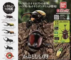 いきもの大図鑑　かぶとむし09 カブトハナムグリ（イエロー）単品　カプセル版