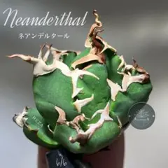 n*.様 選抜オークション【 REZA産】③ 選抜　イラン株　　アガベ　ネアンデ n*.様 選抜オークション【 REZA産】③ 選抜 イラン株 アガベ