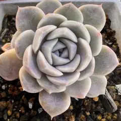 スノーバニー 根付き抜き苗多肉植物エケベリア