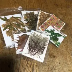 押し花素材 7セット 多色