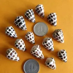 小さな♪イモガイ ㉒☆ 貝殻 シーグラス　シーグラスアート　マダライモガイ