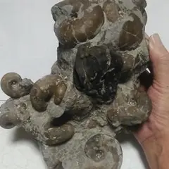 アンモナイト化石群生