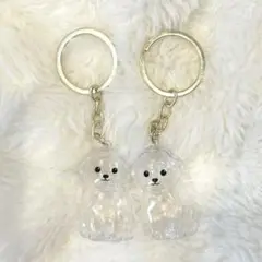 専用ページ　名入り　マルチーズ