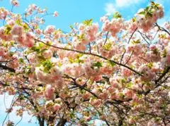 2025年春の八重桜のきれいな風景（№1002)
