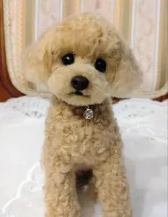 Item thumbnail for item 704bcfb7-d691-4f66-ab5c-476178d2d5f0