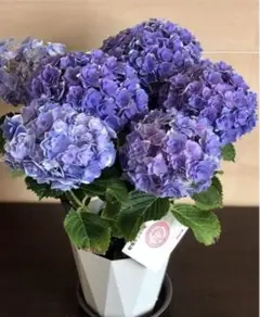 紫陽花 確認用 鳳凰 5号鉢 ラベル付き 秋色ボルドー
