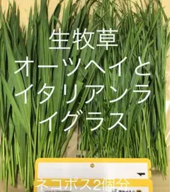 Item thumbnail for item b2cf7c37-62f1-4255-b7d3-c28ad3f00954