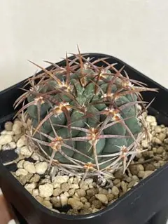 ギムノカリキウム 太刺 狂刺 バッテリー - メルカリ