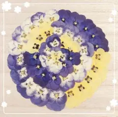 【押し花 素材】青/黄色系ビオラセット42