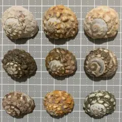 【13】　天然ヤドカリハウス★貝殻セット