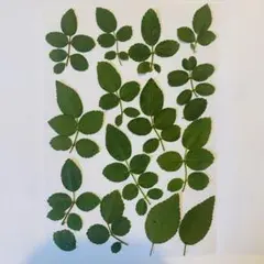 バラの葉＊押し花　15×10×2枚（3枚目おまけ）