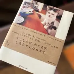 まこという名の不思議顔の猫