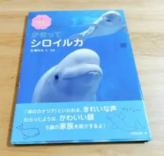 かまってシロイルカ