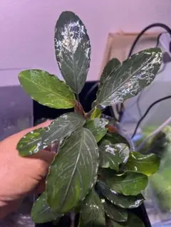 2025年最新】bucephalandra sp grayの人気アイテム - メルカリ