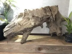 流木 A207 特大サイズ