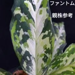 Na57Go　アグラオネマ ピクタム ラプラス 宅急便発送 アグラオネマ ピクタム“ラプラス”箱 カット芋 ③ - メルカリ