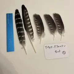 ハヤブサ 羽根 セット ①