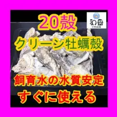 【水質安定】クリーン牡蠣殻(かきがら) 20殻 PSBクロレラ好相性G
