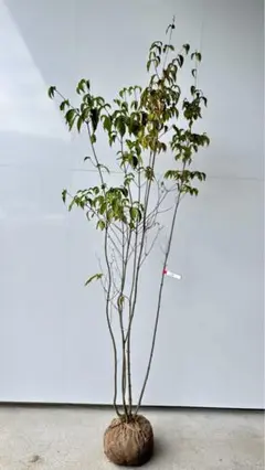 ヤマボウシ/大株立ち【現品発送】管理70437 ヤマボウシ/大株立ち【現品発送】管理70437