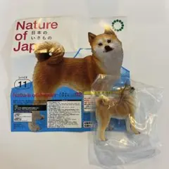 日本の生き物２　シバイヌ