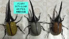 バンダイガシャポンいきもの大図鑑カブトムシ07