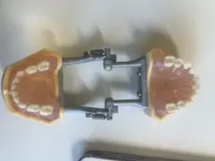 歯科模型 小児