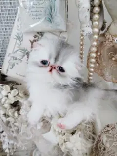 生後10日♡くりくりオメメの子猫ちゃん♡アートドール♡ぬいぐるみ♡