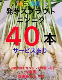 食用国産埼玉県産ニンニクにんにくスプラウト40本サービスあり