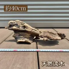 【一点物】天然流木｜アク抜き・天日干し済｜アクアリウムや爬虫類の登り木に