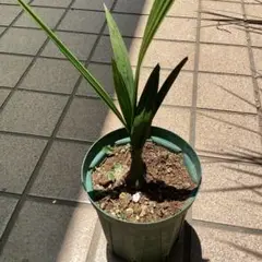 【希少耐寒性ヤシ】 ブルー　チリサケヤシ 希少耐寒性ヤシ】ブルー チリサケヤシ (ブルーチリワインパーム