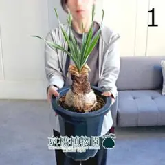 信楽焼き（かみ山陶器）✖️ ブーファン ディスティチャ 信楽焼き（かみ山陶器）✖️ ブーファン ディスティチャ - メルカリ