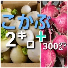 小かぶ 大根 野菜 セット