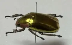 m26451620160_1.jpg?1747407404
