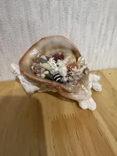 貝殻とサンゴの立体オブジェ