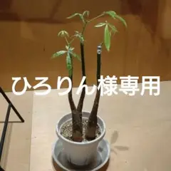【お買い得品】パキラ　ムーンライト　レモンライム　ミルキーウェイ　3種セット パキラ ムーンライト レモンライム ミルキーウェイ 3種セット