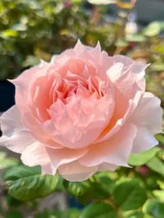 【レア薔薇】【ラベル付】【正規品接木苗】イチゴイチエ　一期一会【大苗】 開花苗 イチゴイチエ 一期一会 バラ苗 接木大苗｜Yahoo!フリマ