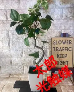 光触媒人工観葉植物ウォールグリーンフェイクフラワーハンドメイド ガジュマル46