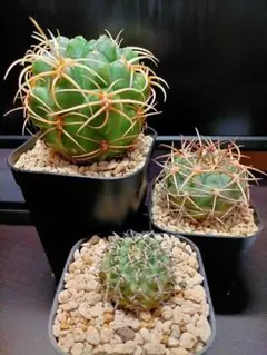 ギムノカリキウム 太刺 狂刺 バッテリー - メルカリ