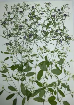 押し花　2種類　№131