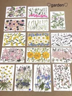 押し花16枚セット 多様なデザイン　　No.1349