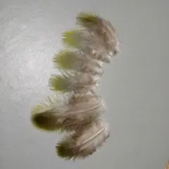 鳥の羽根 ⭐️ズアカアオバトの羽根 希少