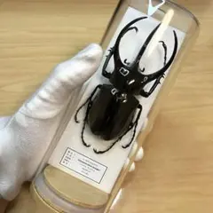 タイリクコーカサス 120+ ×2 Thailand 標本用死虫 Amazon.co.jp: WD 大型コーカサスオオカブト タイリクコーカサス