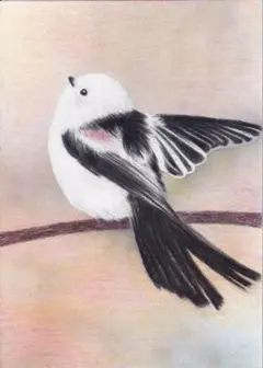シマエナガさん〔2L〕色鉛筆画
