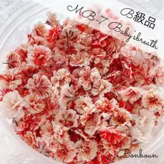 MB-7かすみ草ドライフラワーB級品