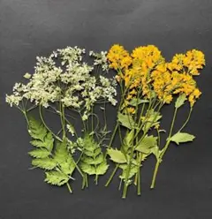 押し花 S-22 押し花 からしな・シャク