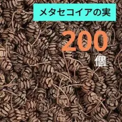 #H86 メタセコイアの実 天然素材 ドライ 木の実　200個