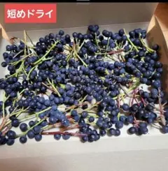 シャリンバイ　ドライ